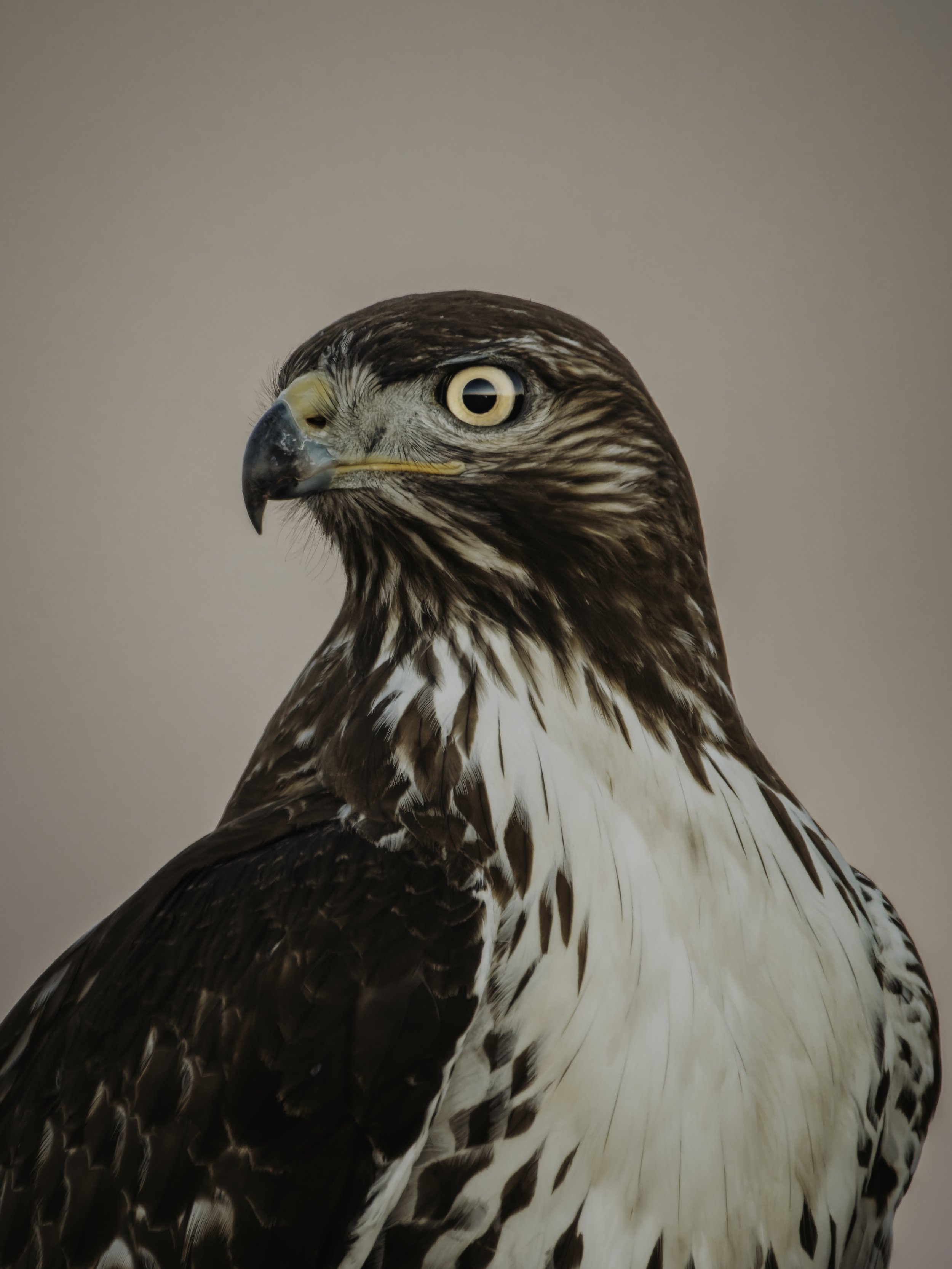 Close-up of a hawk's head with brown and white feathers, yellow eyes, and a sharp beak against a plain background.