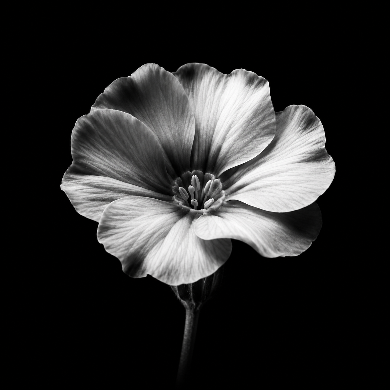 Shedrack Worrell Website Flower Image
