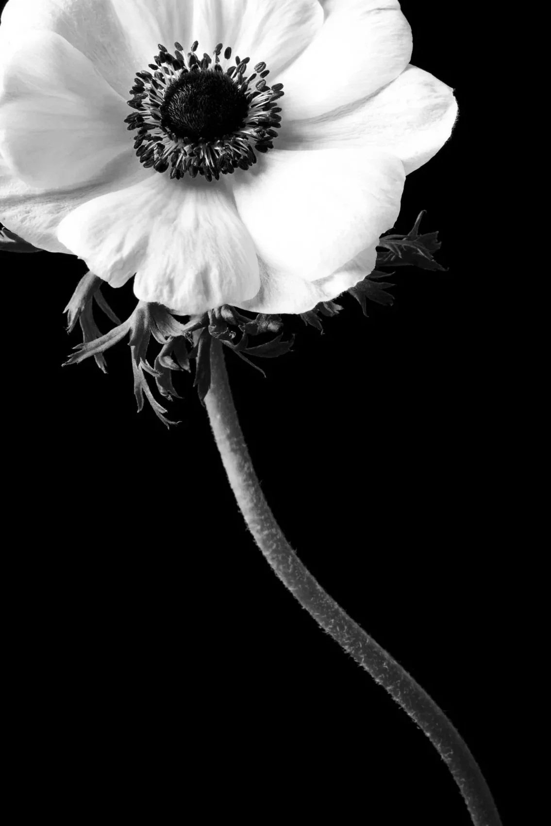 A black and white close-up photo of a flower with large petals and a dark center, against a black background.