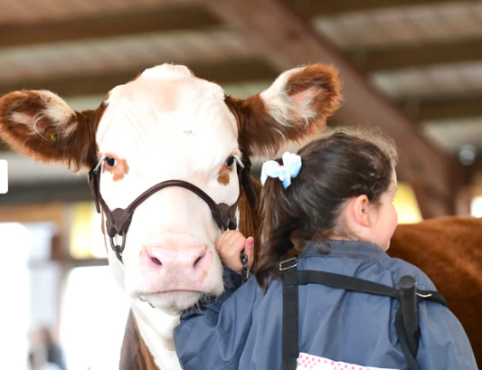 Brown Bombshell Show Halter 1.png