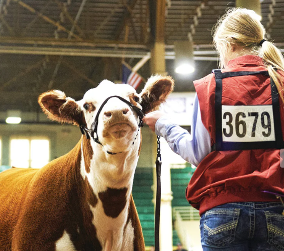 Nylon Exhibitor Number Harness .png
