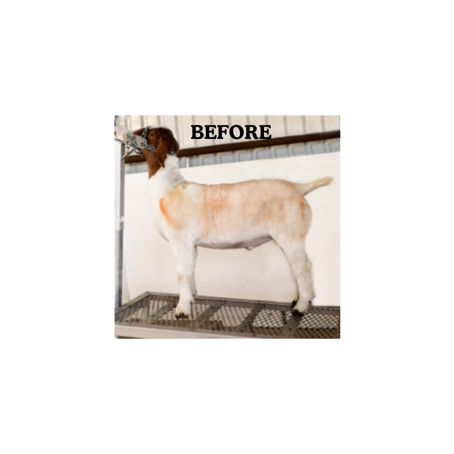 Shimmer Shampoo BEfore.png