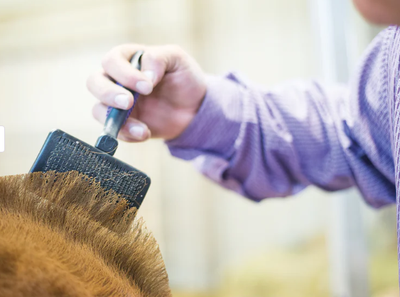 Self Cleaning Slicker Brush 1.png