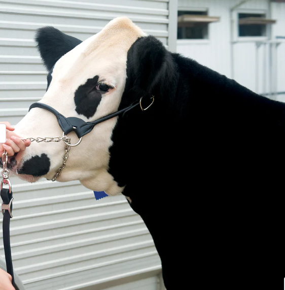 Dairy Beef Rounded Show Halter 1.png