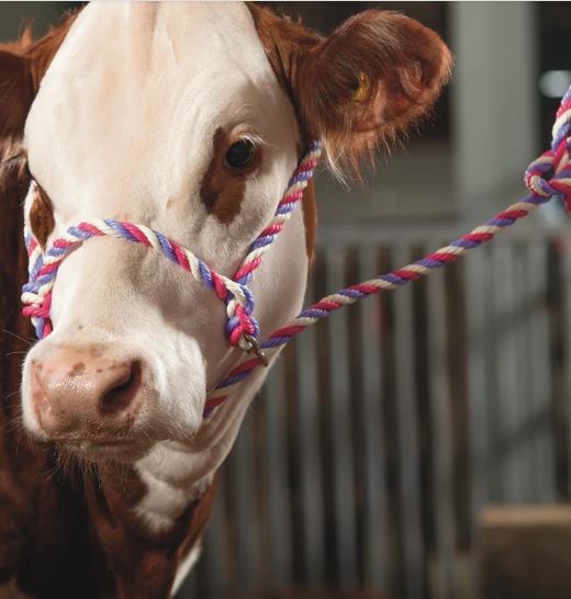 Breaking Halter 2.png