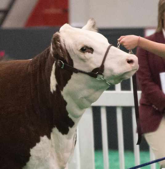 Dairy Beef Rounded Show Halter 2.png