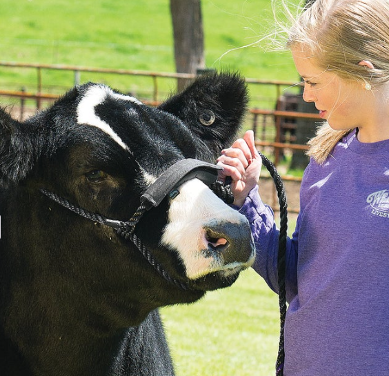 Neoprene Nose Band Covers 1.png