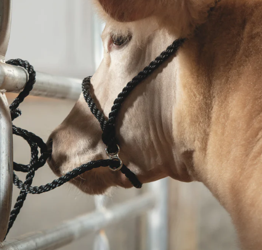 Breaking Halter 1.png