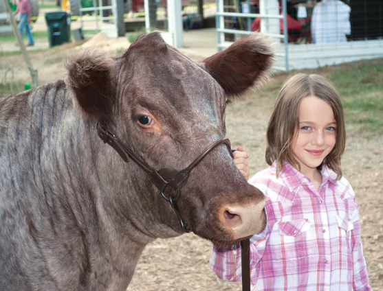 Brown Bombshell Show Halter 2.png