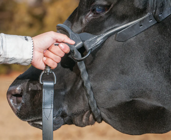 Brahma Webb Covered Lead Chain 1.png