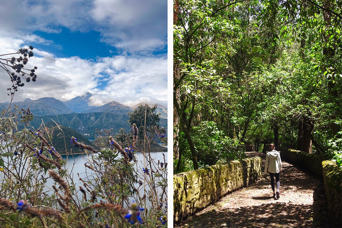 Purple flowers stand in front of Laguna Cuicocha and a girl walks through a path surrounded by eucalyptus trees.