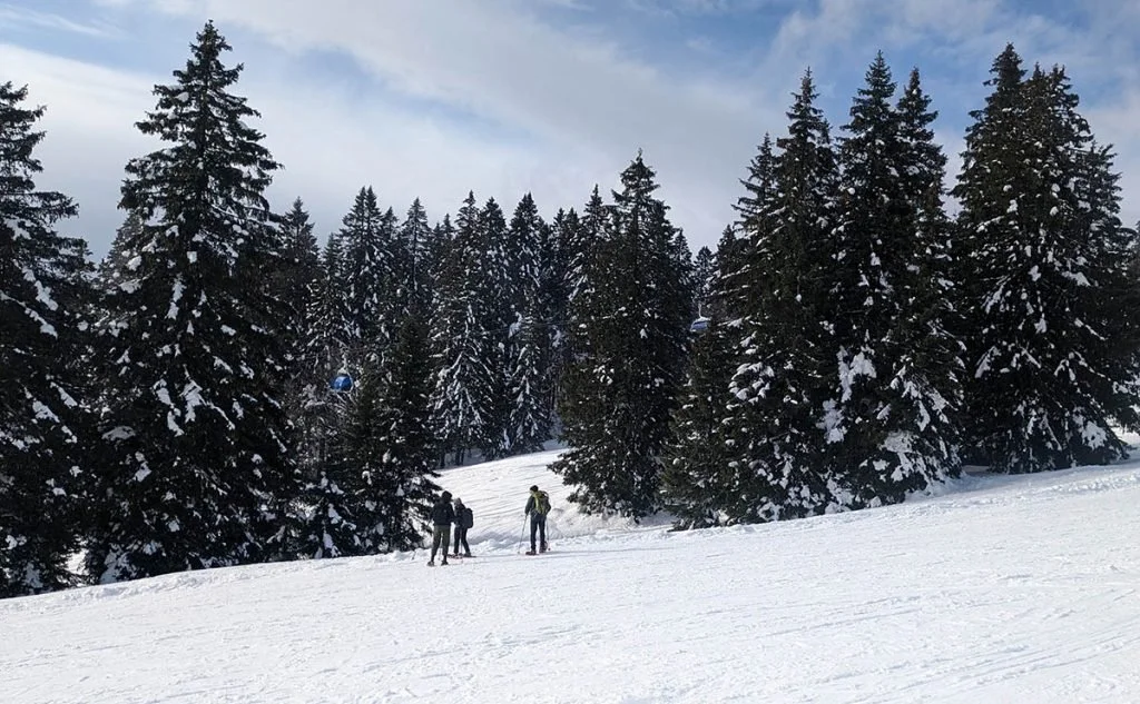 A group of 3 ski through forest trees in Black Forest.
