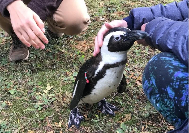 Chip, the NEW Zoo’s friendly penguin, leans in for pets from a woman in a purple coat.