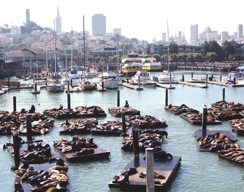 A pier with many boats docked is surrounded by seals on the docks.