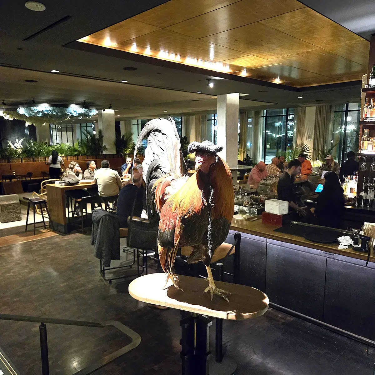 Tampa_Ybor_Hotel Haya_rooster_Dec 2025.webp