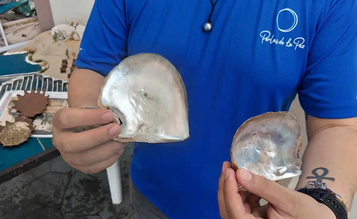 Mexico_La Paz_Perlas de la Paz_shells_Jan 2026.webp