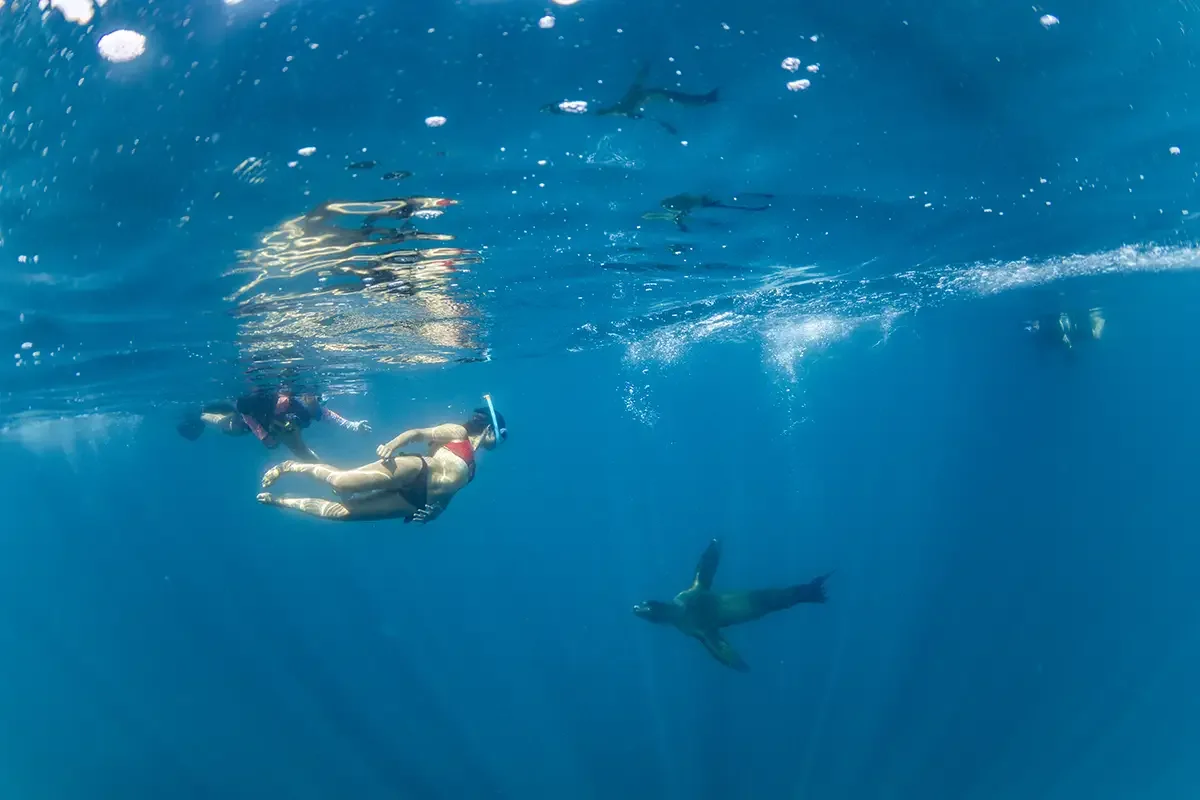 Mexico_La Paz_Swimming with seals_supplied.webp