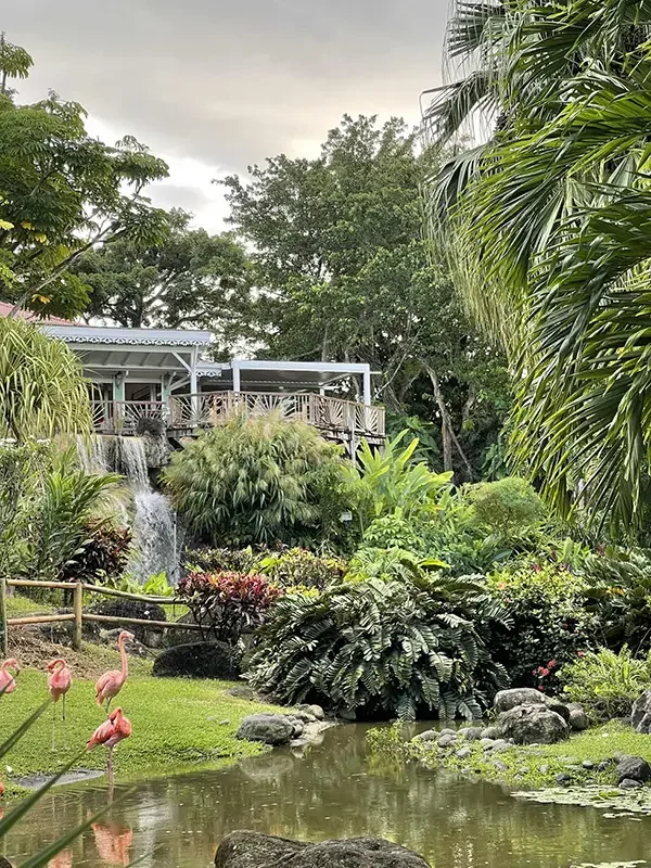 Guadaloupe_ botanical gardens 2_Jan 2026.webp