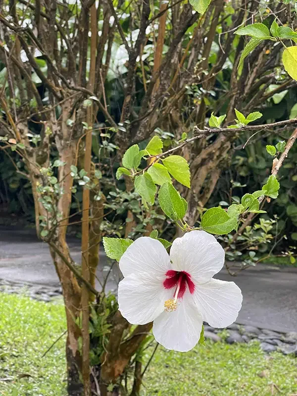 Guadaloupe_ botanical gardens 4_Jan 2026.webp