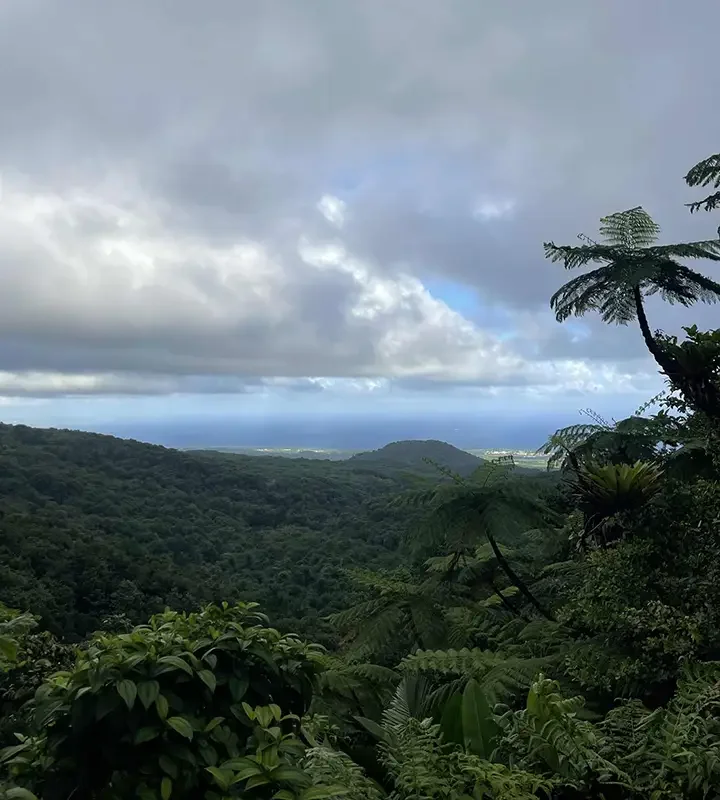 Guadaloupe_view of ocean across hilltop canopy_Chutes du Carbet_Jan 2026.webp