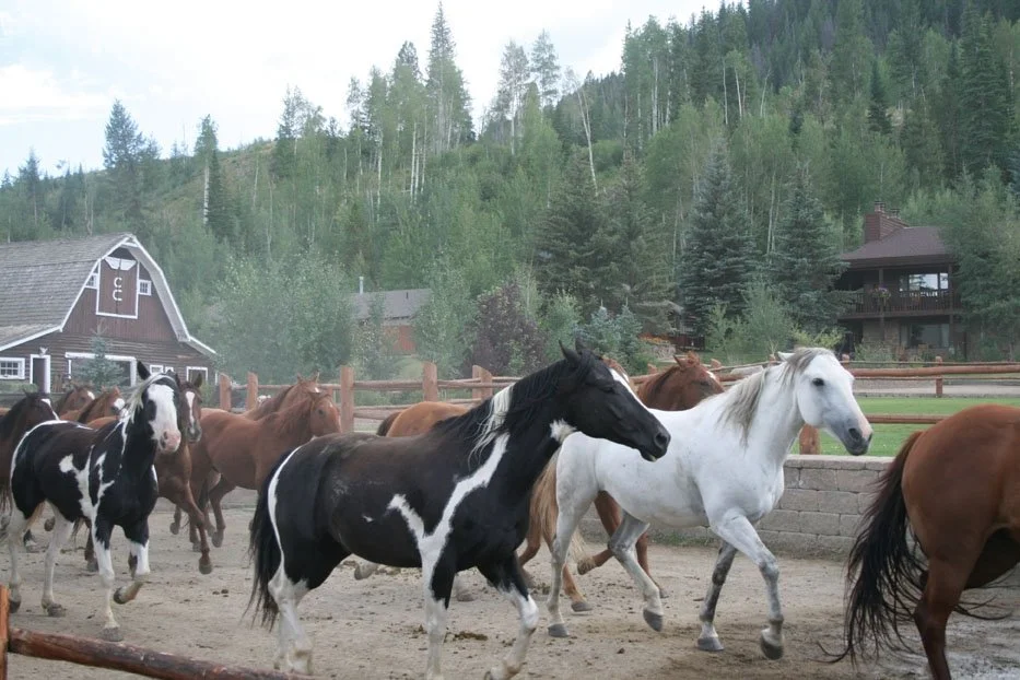 Latigo Ranch &amp; C Lazy U: The Ultimate Colorado Cowboy Experience