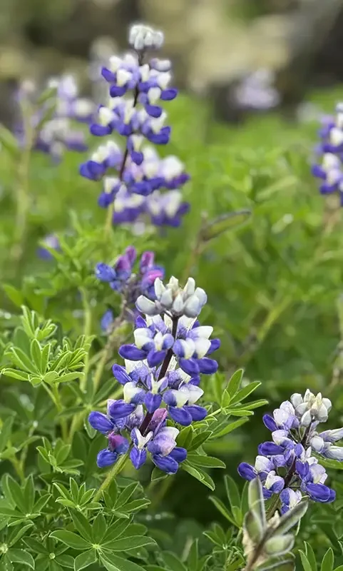 Iceland_wild flowers_Feb 2026.webp