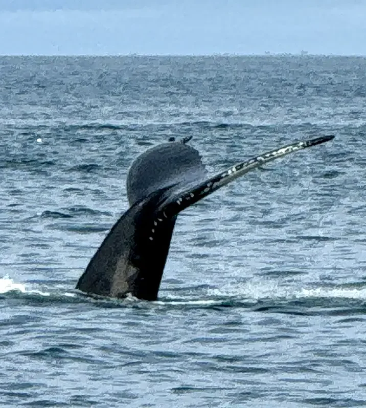 Iceland_Whale Watching 2_Feb 2026.webp