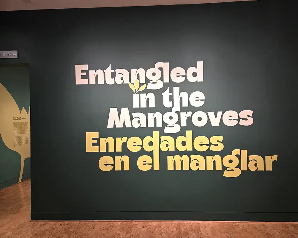 Naples_Florida_Artis Naples_4_Entangled in the Mangroves_Baker Museum_Nov 2025.webp