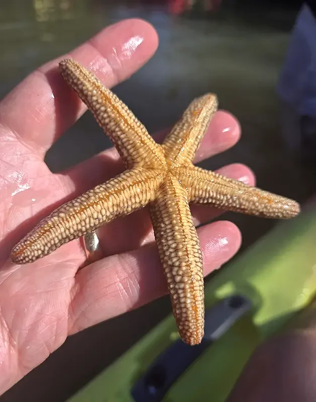 Naples_Florida_Mangrove Tunnels and Mudflats Kayak Tour with Rising Tide Explorers_star fish_Nov 2025.webp