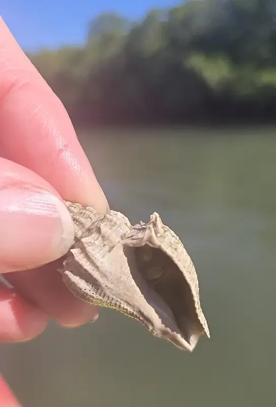 Naples_Florida_Mangrove Tunnels and Mudflats Kayak Tour with Rising Tide Explorers_shell critter_Nov 2025.webp