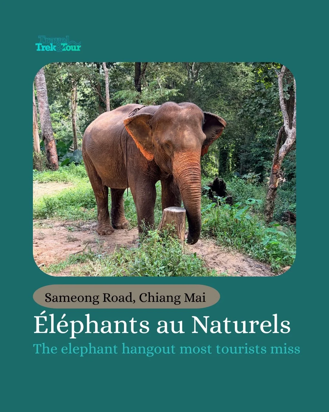 Don&rsquo;t miss this hidden elephant sanctuary! 🚨

The Sameong Road is popular among tourists, but they almost always drive past &Eacute;l&eacute;phants au Naturels. 🐘

This spot is simple with no crowds and elephants grazing in their natural habi