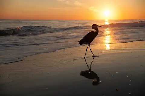 Alabama_Beaches_egret.webp