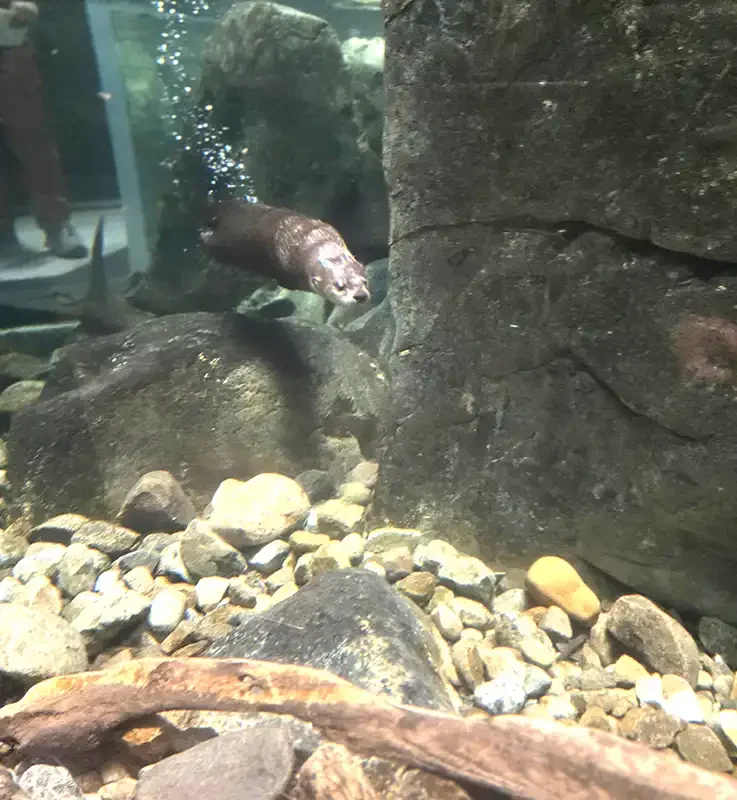 Tupper Lake_The Wild Centre_Otter swimming_August 2026.webp