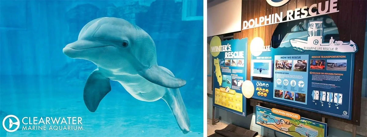 The beloved Clearwater Marine Aquarium dolphin Winter swims towards a clear glass window.