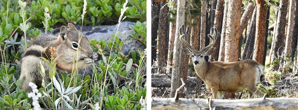 A chipmunk and a deer wander through the forest on the trail of Sprague Lake to Glacier Creek.