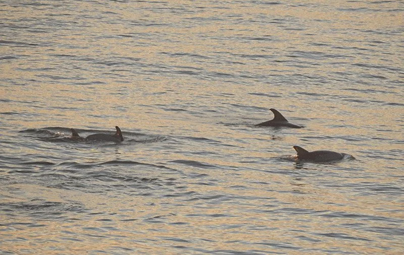 A group of dolphins swimming during the sunrise at Virginia Beach.