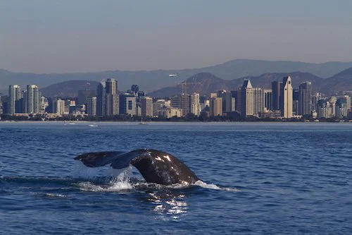A whale jumps out of the water with San Diego and the mountains in the background.