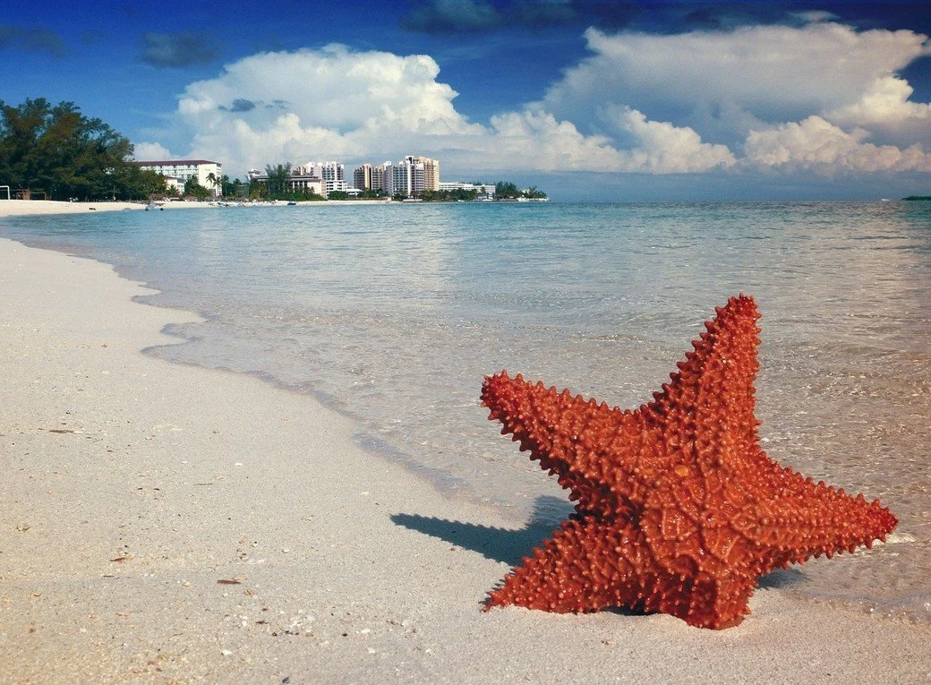 An orange starfish on the beach by Atlantis Resort.