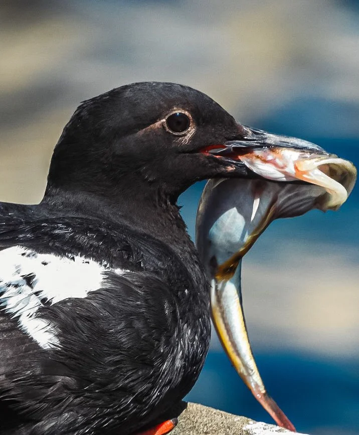 A wild bird with white and black feather holds a colorful fish in its mouth.