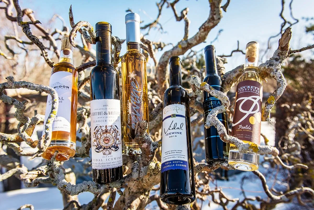 Nova Scotia's famous ice wines sit on branches.
