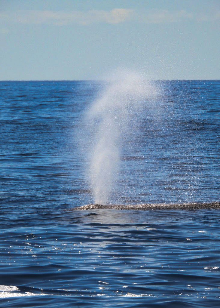 A tip of the whale is seen bursting water out of its spout.