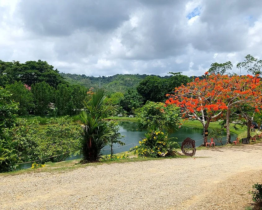 Bright orange trees contrast with the reflection of green trees a pond in Puerto Rico.