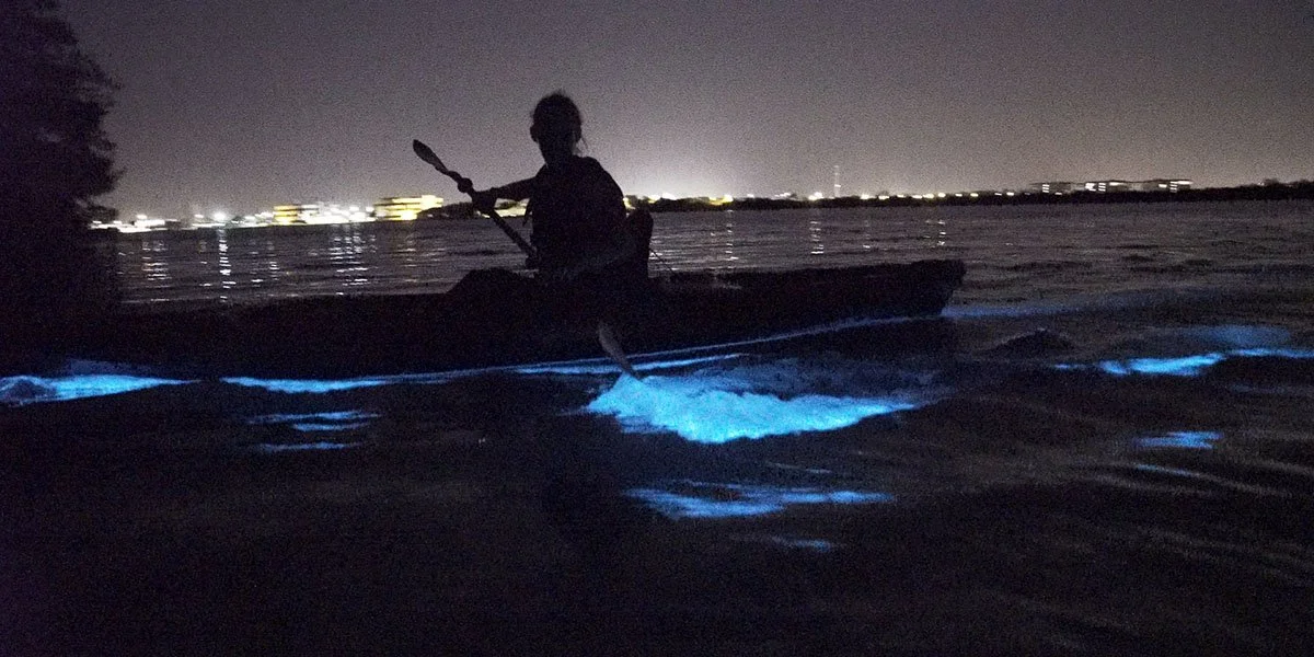 Jellies and dinoflagellates surround a kayaker in the evening.