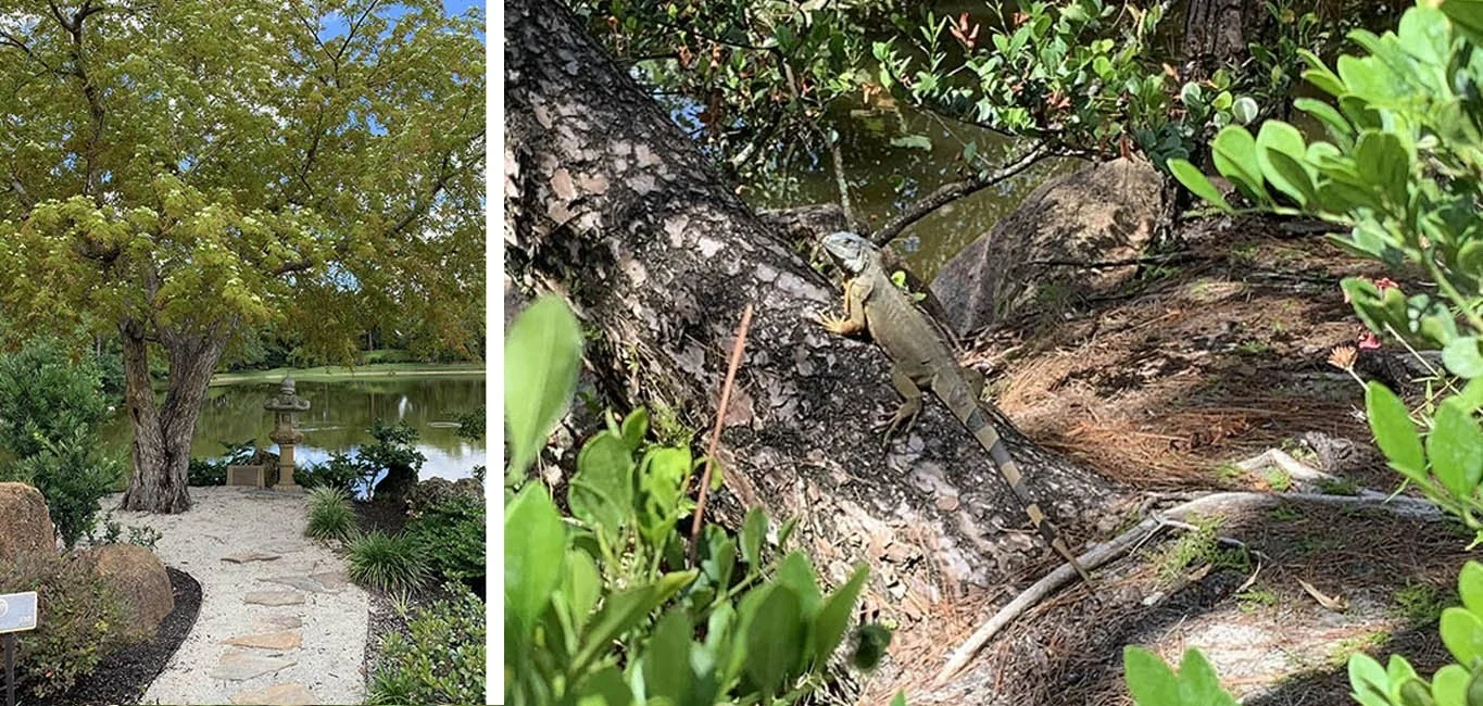 A massive dark green iguana hugs a treet trunk in Morikami Japanese Garden.