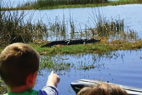 A boy points at an alligator lying on the grass.