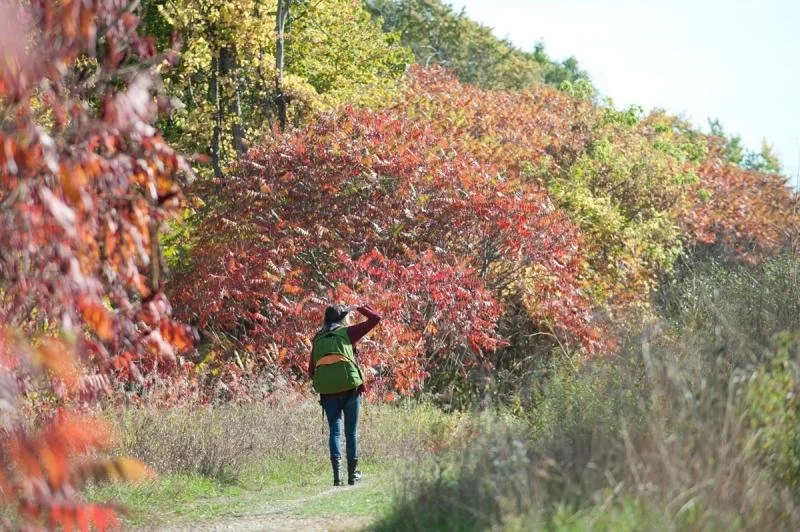 A woman with a green backpack explores bright red and green trees in Elkhart Lake.