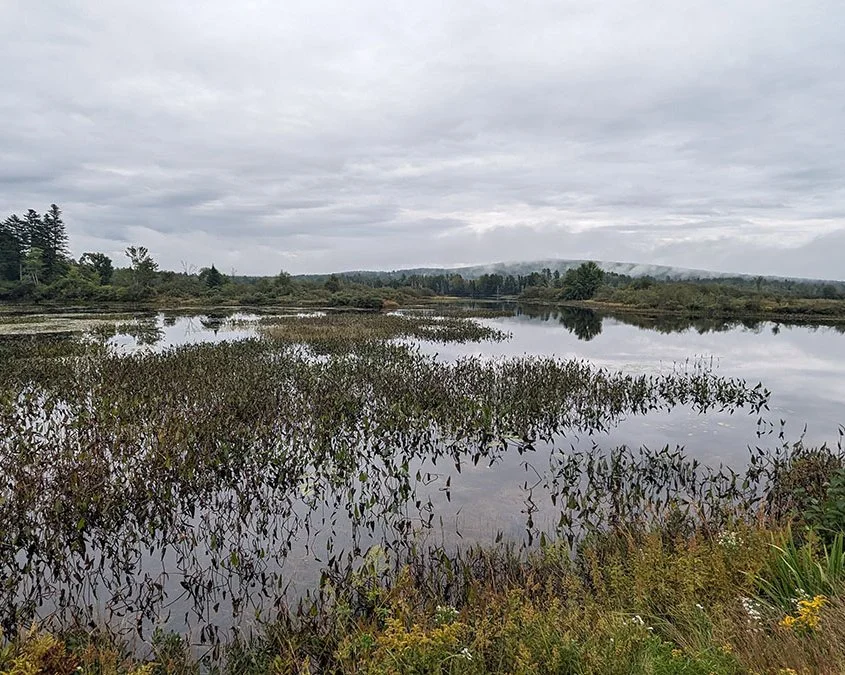 Trees and clouds reflecting in a gorgeous lake with pickerelweed.