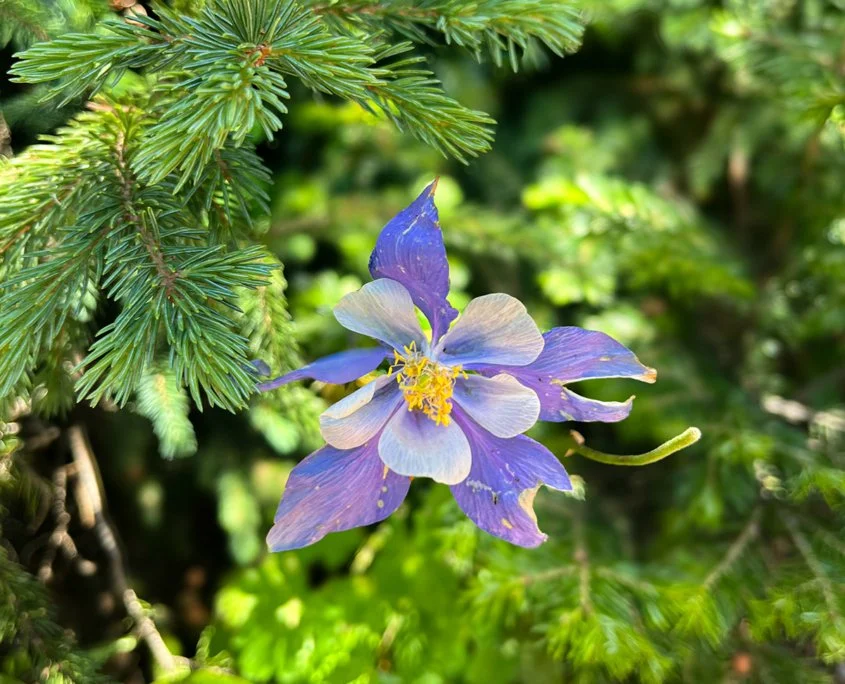 A columbine flower, Colorado's iconic purple state flower.