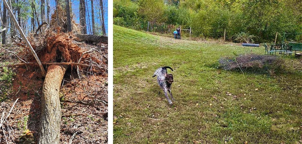 A completely collapsed tree from hurricane Helene.