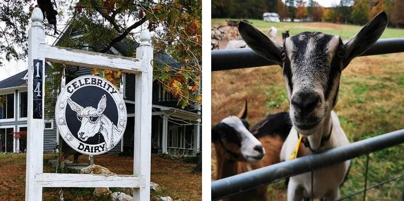 A goat peeks its head through a gate at Celebrity Dairy.